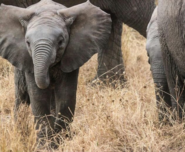 Nyerere National Park (Selous) Safari Guide: 12 Powerful Insights for an Unforgettable Adventure