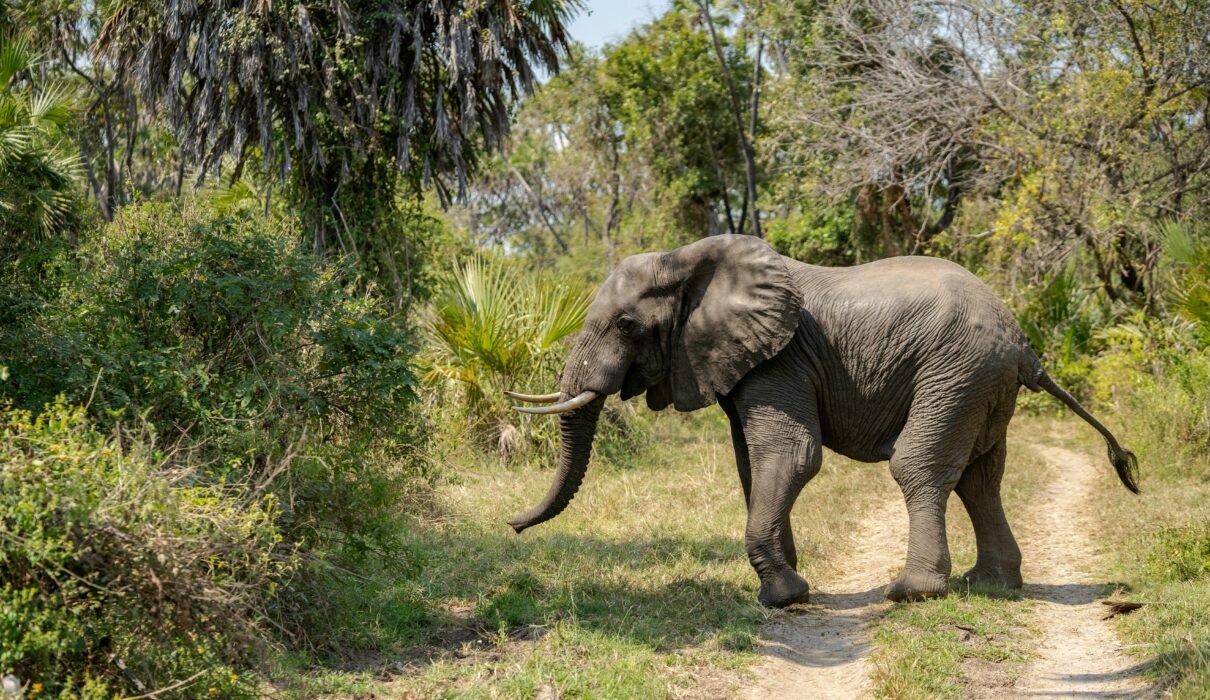 2 Days Tarangire & Lake Manyara Safari