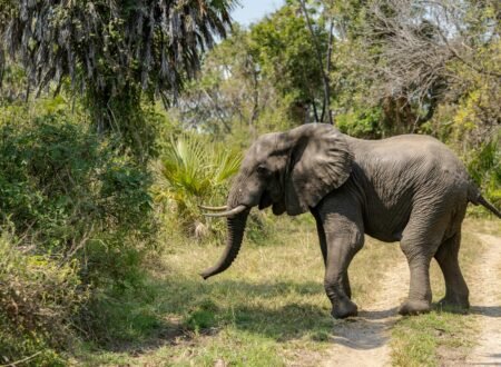 2 Days Tarangire & Lake Manyara Safari
