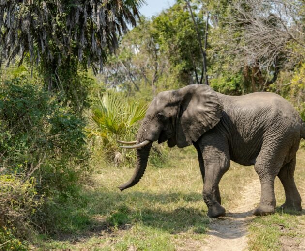 2 Days Tarangire & Lake Manyara Safari