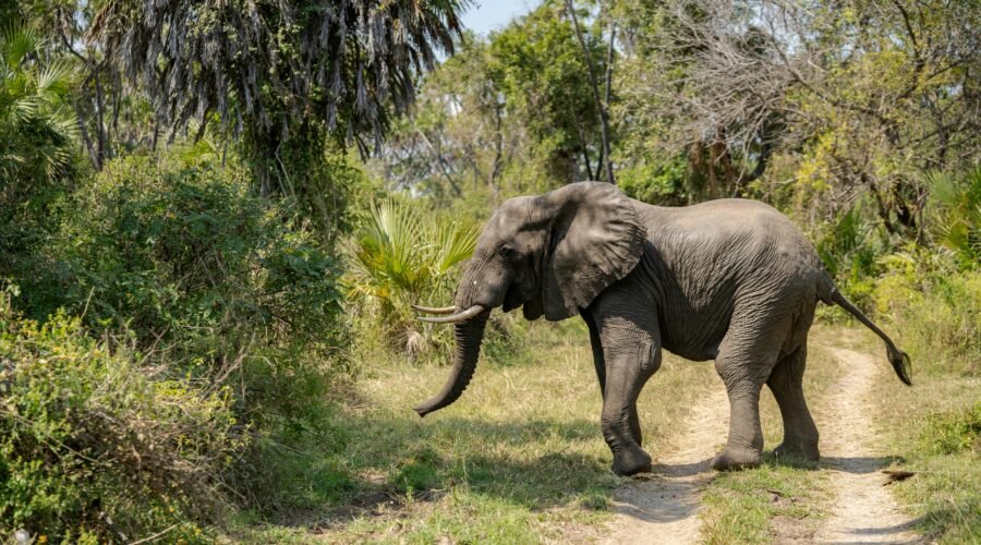 2 Days Tarangire & Lake Manyara Safari