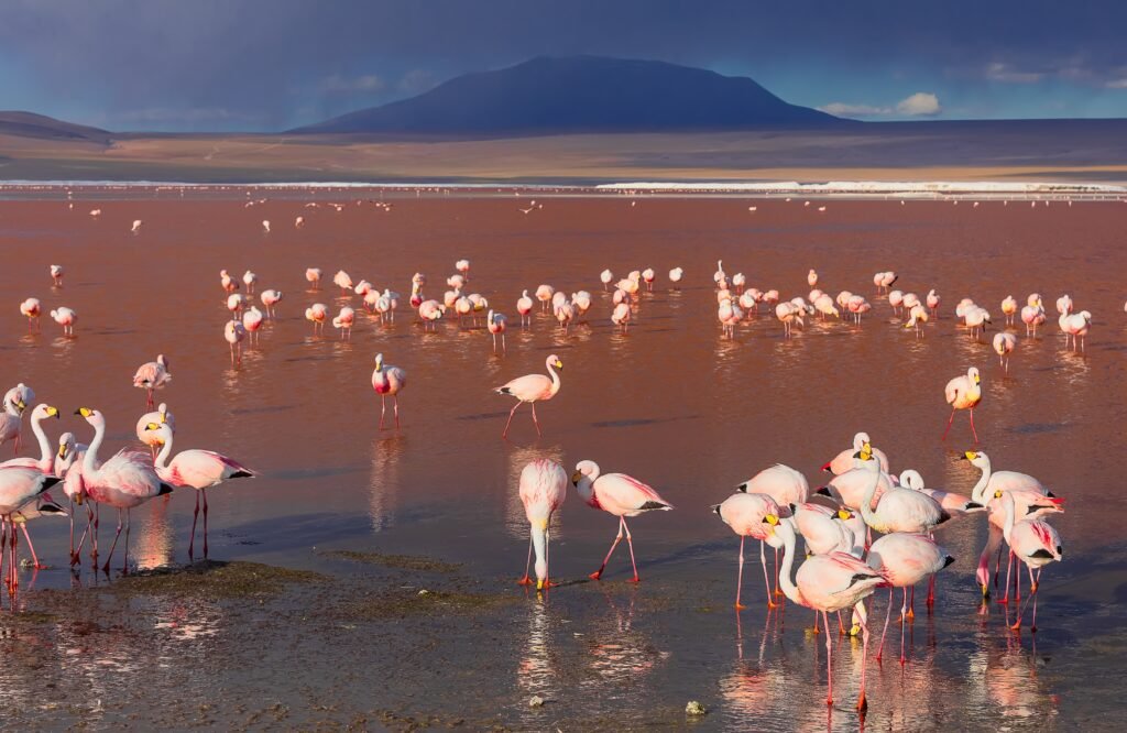Lake Natron: Flamingos and Volcanic Landscapes – 7 Powerful Reasons to Explore This Untamed Wonder