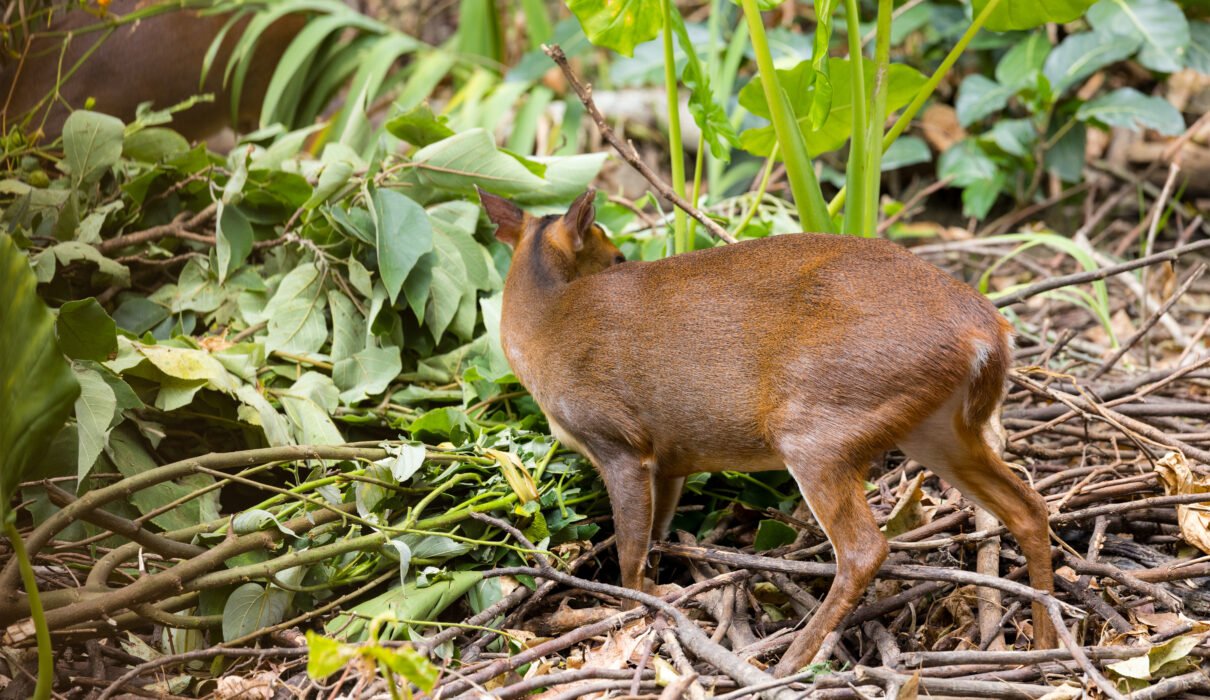 Tanzania’s Endemic Species You Must Know: 10 Remarkable Wildlife Treasures