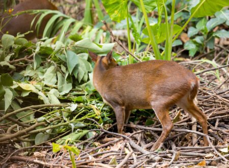 Tanzania’s Endemic Species You Must Know: 10 Remarkable Wildlife Treasures