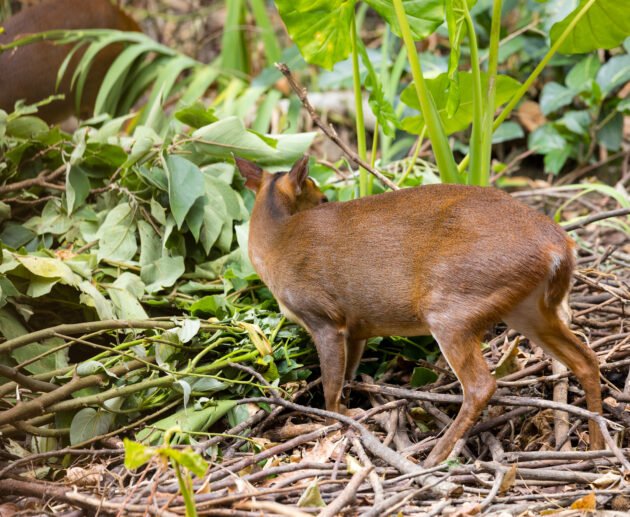 Tanzania’s Endemic Species You Must Know: 10 Remarkable Wildlife Treasures