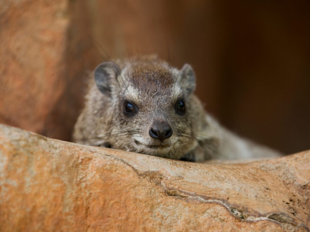 Tree Hyrax: Habitat, Behavior, and Diet – 9 Fascinating Facts About This Secretive Forest Mammal