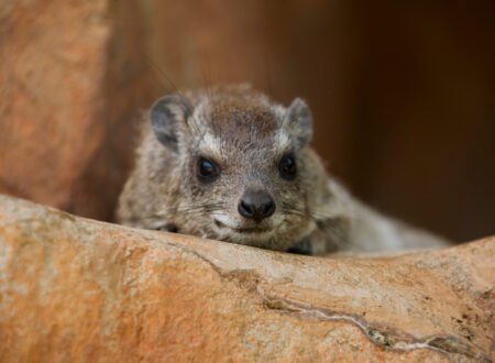 Tree Hyrax: Habitat, Behavior, and Diet – 9 Fascinating Facts About This Secretive Forest Mammal