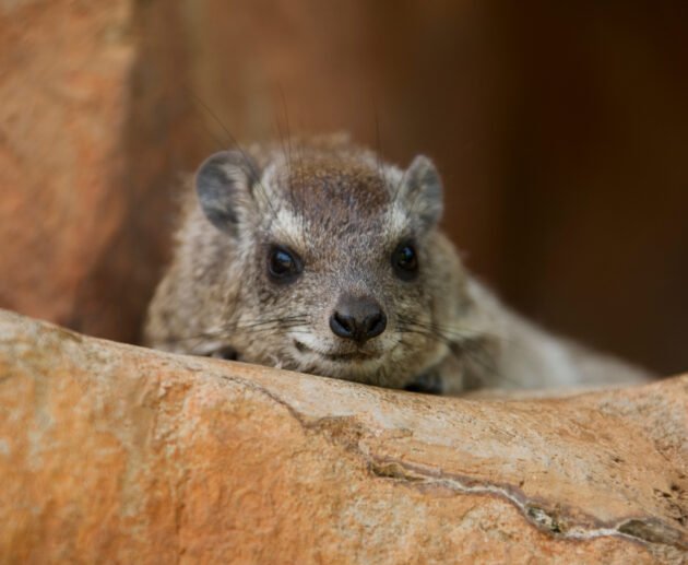 Tree Hyrax: Habitat, Behavior, and Diet – 9 Fascinating Facts About This Secretive Forest Mammal