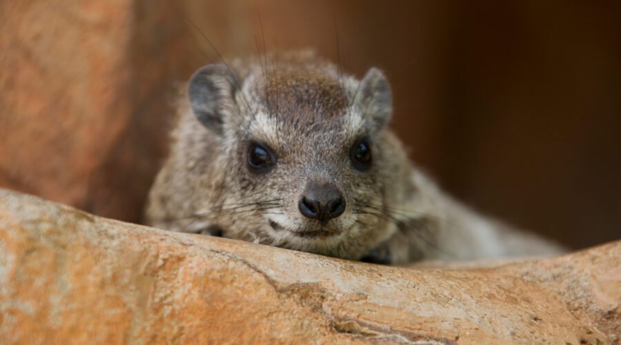 Tree Hyrax: Habitat, Behavior, and Diet – 9 Fascinating Facts About This Secretive Forest Mammal