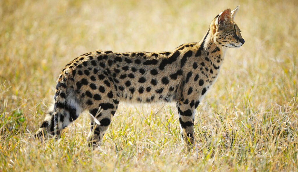 Serval Cat: Africa’s Elusive Predator – 9 Powerful Facts That Will Amaze You