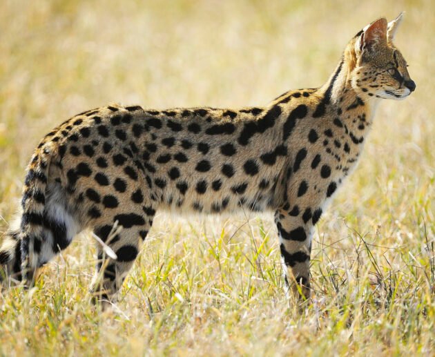 Serval Cat: Africa’s Elusive Predator – 9 Powerful Facts That Will Amaze You