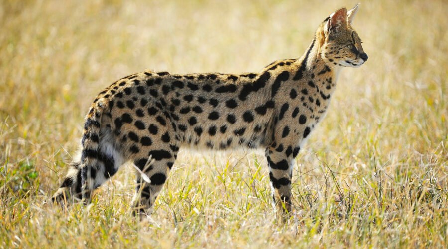Serval Cat: Africa’s Elusive Predator – 9 Powerful Facts That Will Amaze You