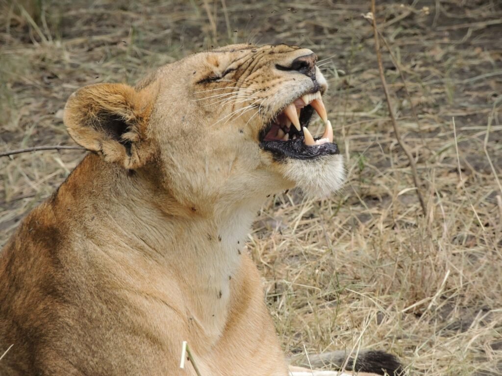 Nyerere National Park (Selous) Safari Guide: 12 Powerful Insights for an Unforgettable Adventure