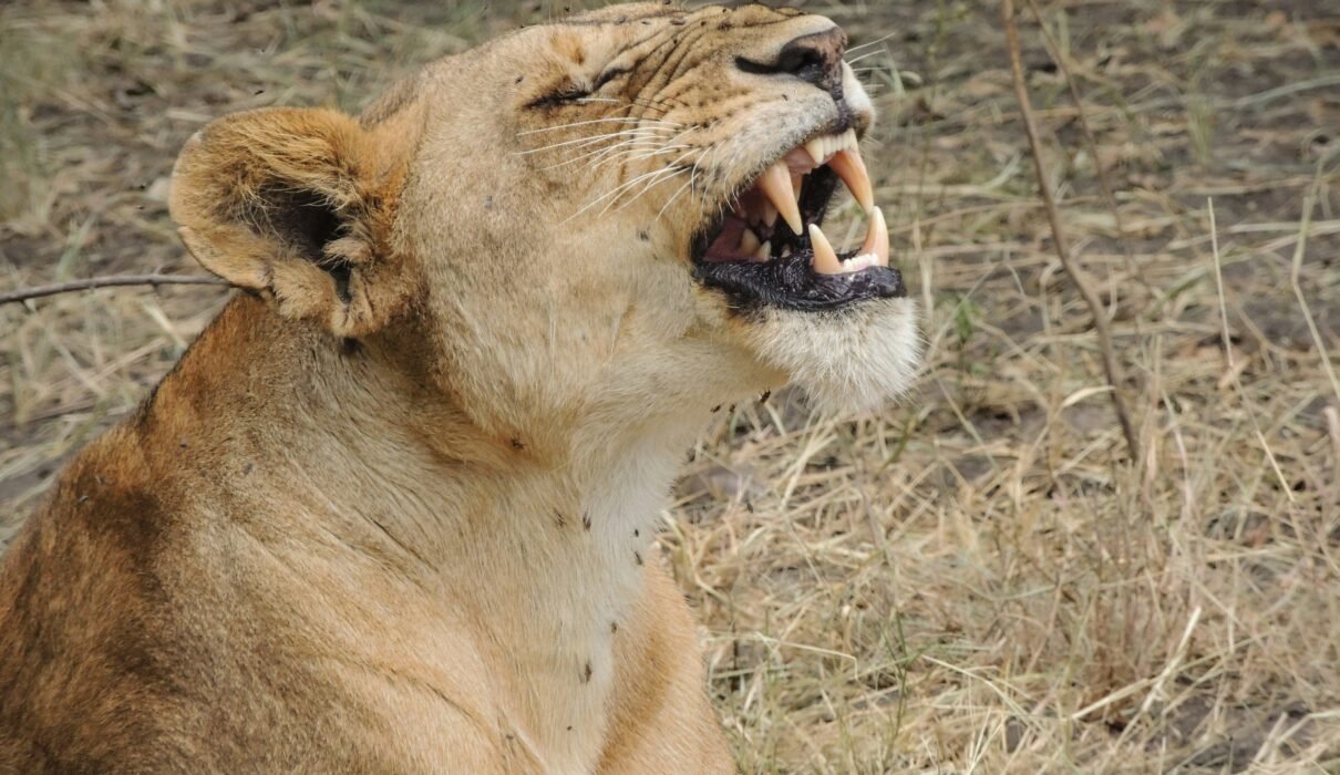 Other Destinations to Visit in Tanzania: 10 Stunning Hidden Gems You Must Explore