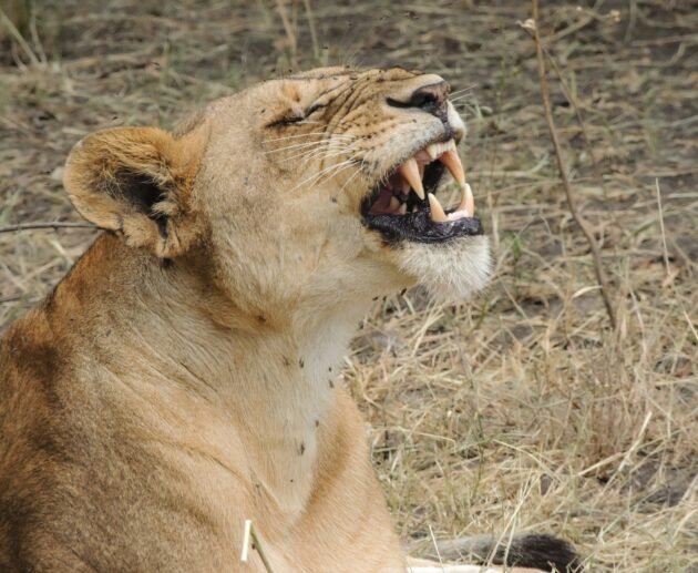 Other Destinations to Visit in Tanzania: 10 Stunning Hidden Gems You Must Explore