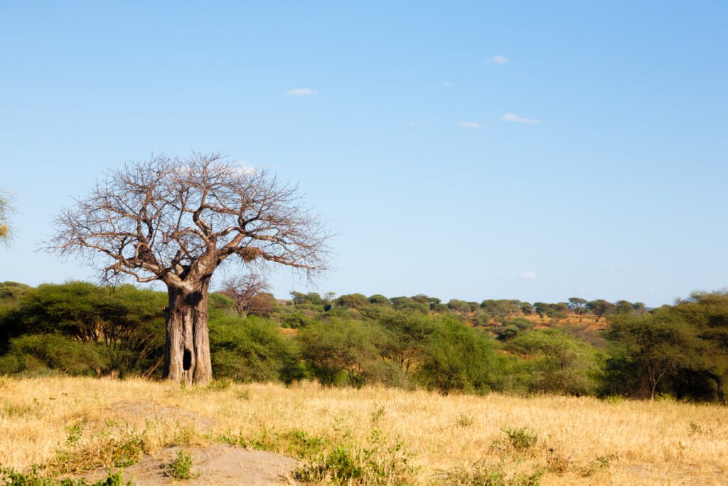 Tarangire National Park Safari Experience – 7 Powerful Reasons to Discover Tanzania’s Hidden Gem