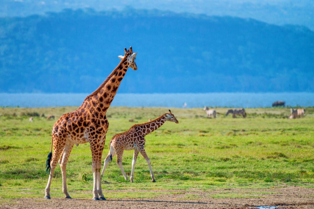 Ngorongoro Crater Safari Guide: 10 Powerful Secrets for an Unforgettable Adventure Ngorongoro Crater Safari Guide: 10 Powerful Secrets for an Unforgettable Adventure