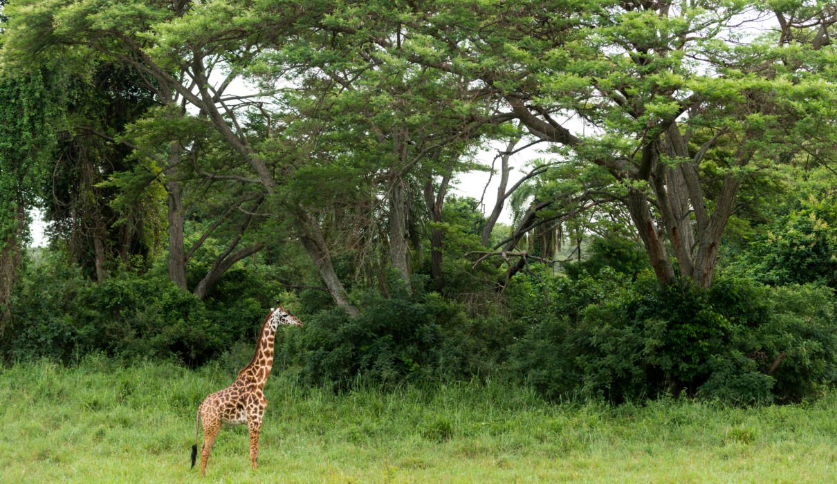 Arusha National Park Safari Guide: 12 Powerful Reasons to Explore Tanzania’s Hidden Gem