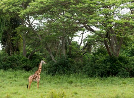 Arusha National Park Safari Guide: 12 Powerful Reasons to Explore Tanzania’s Hidden Gem