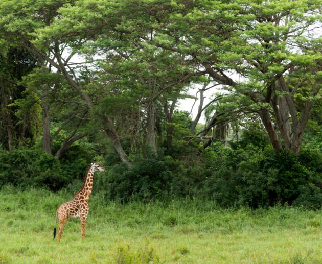 Arusha National Park Safari Guide: 12 Powerful Reasons to Explore Tanzania’s Hidden Gem