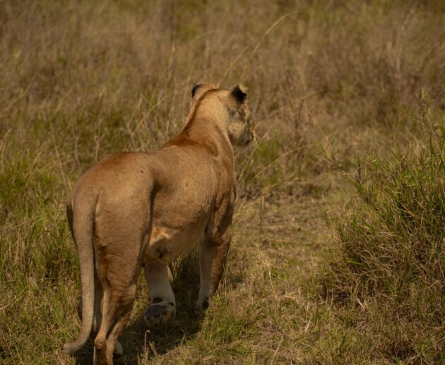 Northern Tanzania Safari Trends 2026/2027/2028: What Visitors Experience Most – Powerful Insights & 7 Key Shifts