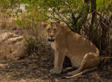 Secret Wildlife Spots in Northern Tanzania 2026/2027/2028: 7 Hidden Gems for an Unforgettable Safari