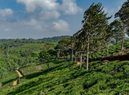 Amani Nature Reserve: 7 Powerful Reasons It’s the Hidden Jewel of the Usambara Mountains