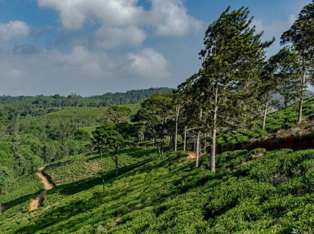 Amani Nature Reserve: 7 Powerful Reasons It’s the Hidden Jewel of the Usambara Mountains
