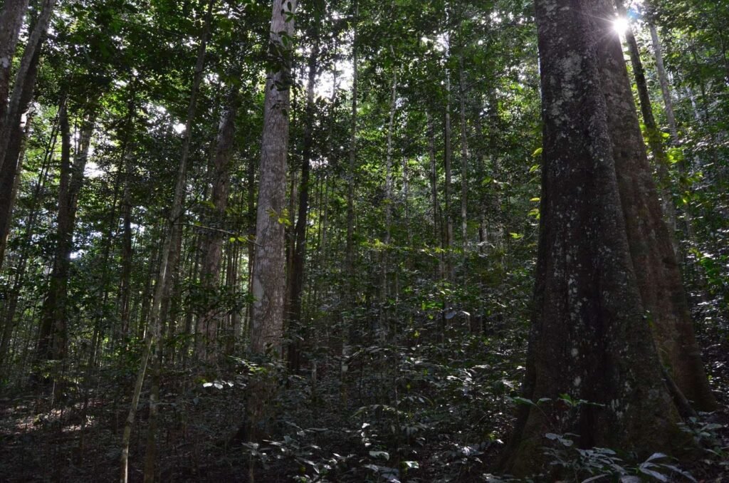 Amani Nature Reserve: 7 Powerful Reasons It’s the Hidden Jewel of the Usambara Mountains Amani Nature Reserve: 7 Powerful Reasons It’s the Hidden Jewel of the Usambara Mountains