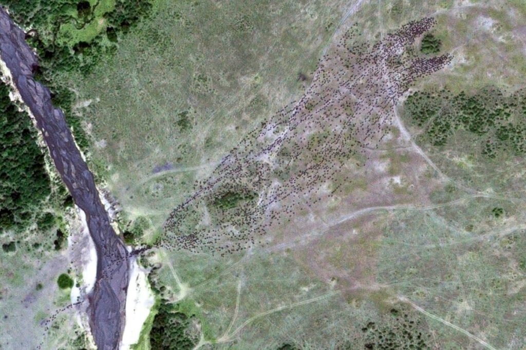 Satellite Images Reveal New Insights into the Great Migration: 7 Powerful Discoveries Changing Wildlife Science