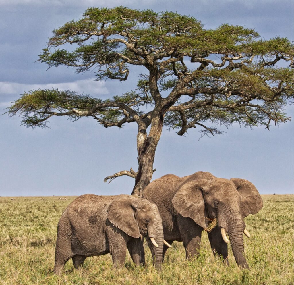 3 Amazing Places to See Elephants in Tanzania Safari 2026/2027/2028 – Ultimate Guide for Wildlife Lovers 3 Amazing Places to See Elephants in Tanzania Safari 2026/2027/2028 – Ultimate Guide for Wildlife Lovers