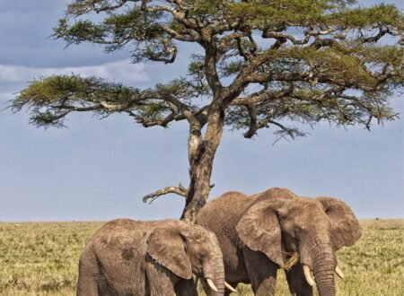 3 Amazing Places to See Elephants in Tanzania Safari 2026/2027/2028 – Ultimate Guide for Wildlife Lovers