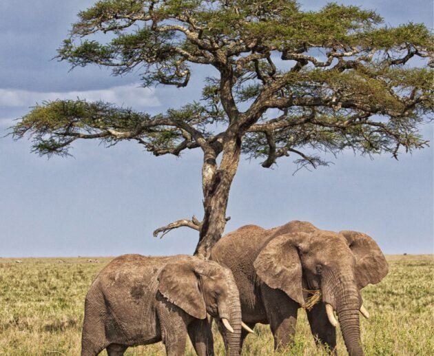 3 Amazing Places to See Elephants in Tanzania Safari 2026/2027/2028 – Ultimate Guide for Wildlife Lovers