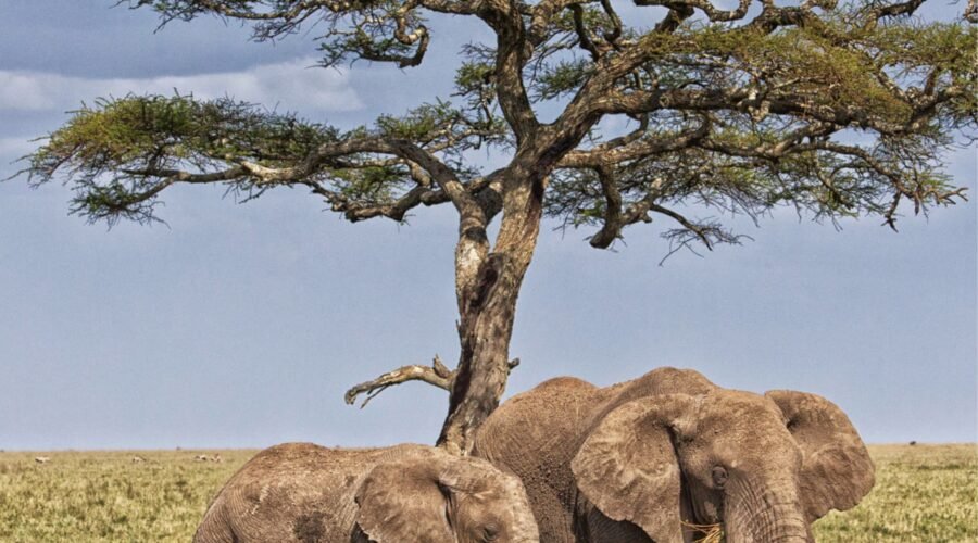 3 Amazing Places to See Elephants in Tanzania Safari 2026/2027/2028 – Ultimate Guide for Wildlife Lovers