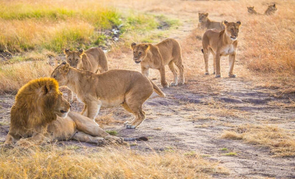 How Do Lions Hunt? The Science Behind the Stalk: 7 Powerful Secrets Revealed for 2026/2027/2028