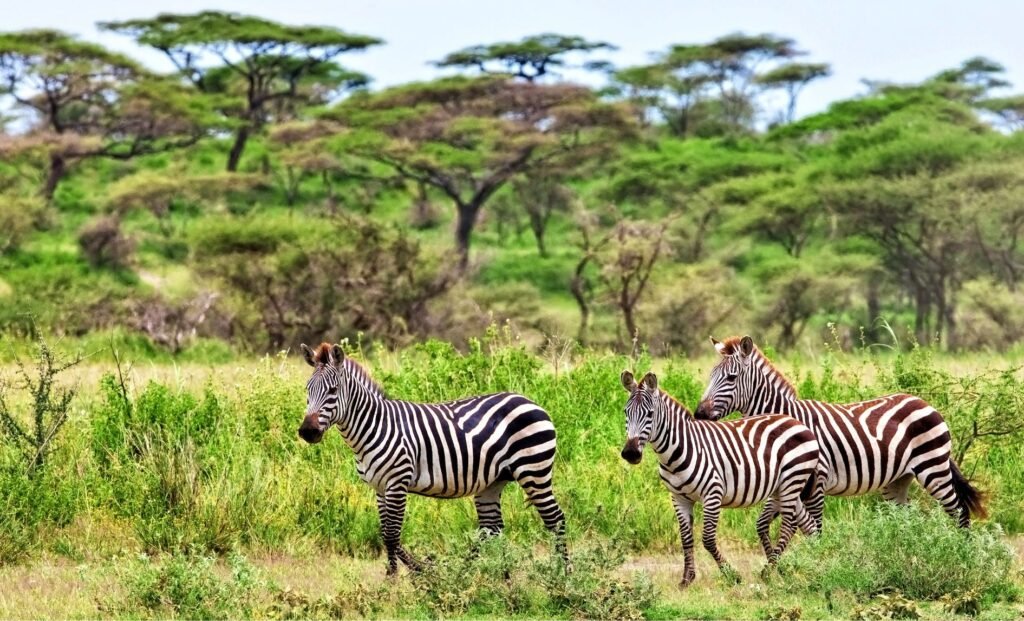 The 3 Most Popular African Safaris in 2026/2027/2028 – Ultimate Guide to Unforgettable Wildlife Adventures The 3 Most Popular African Safaris in 2026/2027/2028 – Ultimate Guide to Unforgettable Wildlife Adventures