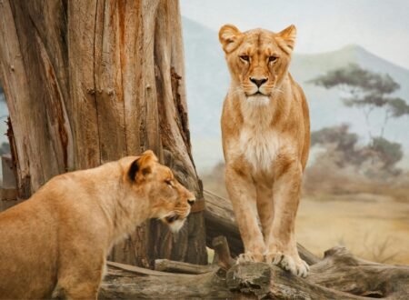 Tanzania Travel Guide for Chinese Visitors 2026/2027/2028: 10 Powerful Reasons to Visit Now