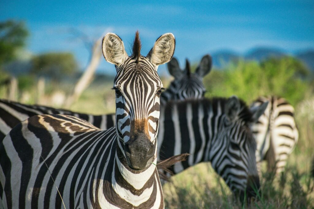 Wild Horses Can't be Broken: Zebra Domestication Attempts 2026/2027/2028 – 7 Powerful Truths Revealed