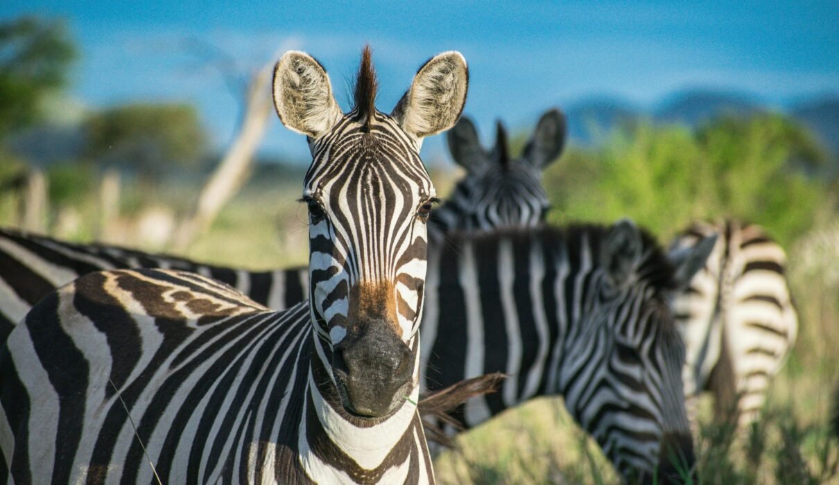 Wild Horses Can't be Broken: Zebra Domestication Attempts 2026/2027/2028 – 7 Powerful Truths Revealed