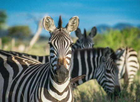 Wild Horses Can't be Broken: Zebra Domestication Attempts 2026/2027/2028 – 7 Powerful Truths Revealed