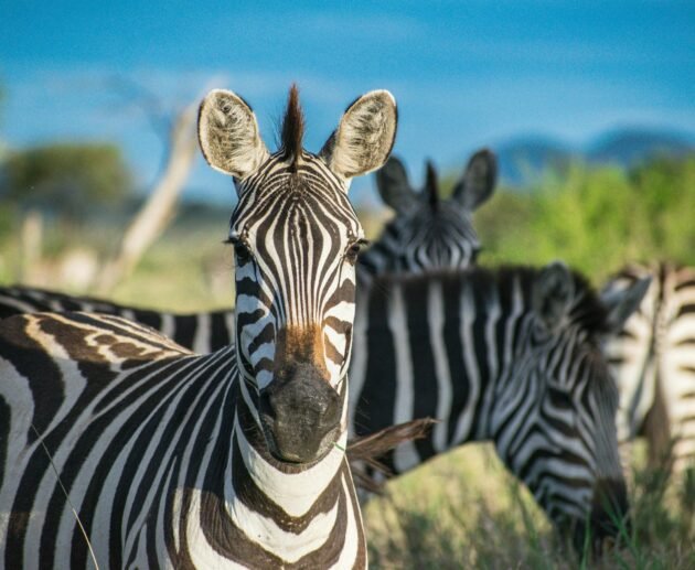 Wild Horses Can't be Broken: Zebra Domestication Attempts 2026/2027/2028 – 7 Powerful Truths Revealed