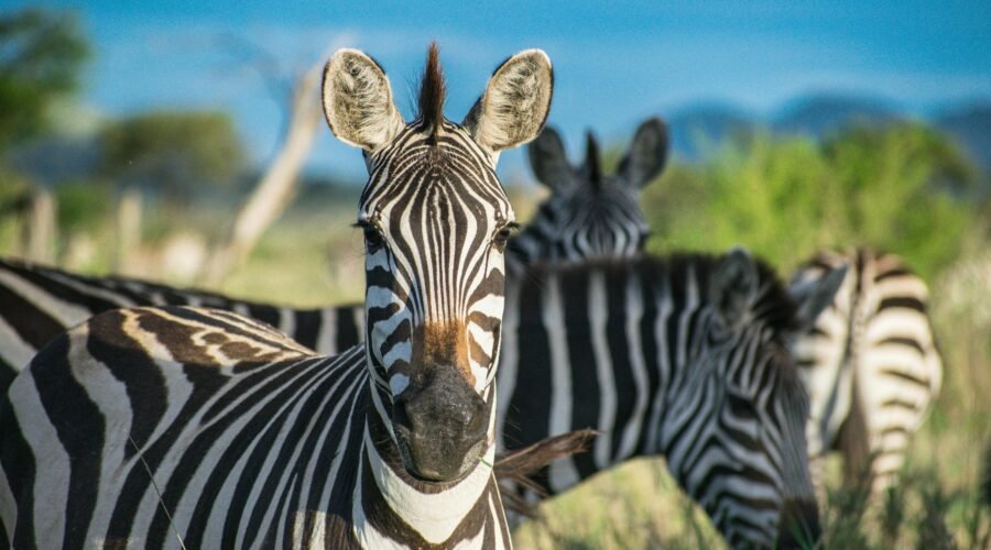 Wild Horses Can't be Broken: Zebra Domestication Attempts 2026/2027/2028 – 7 Powerful Truths Revealed