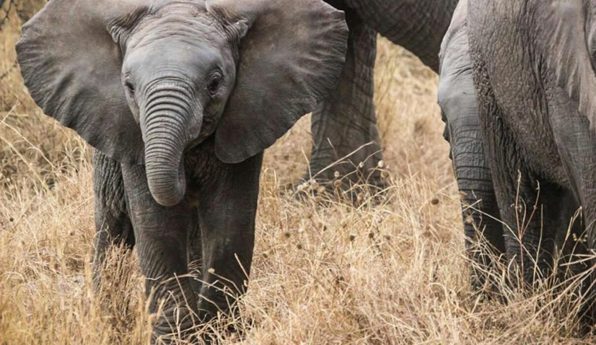 What's the Difference between African and Asian Elephants? 7 Powerful Facts You Must Know for 2026/2027/2028