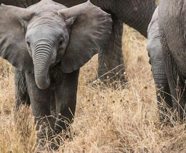 6 Reasons to Explore Tarangire National Park on Safari 2026/2027/2028 – Unmissable Wildlife Adventure