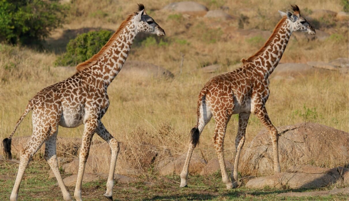 Grumeti Safari: Best Times, Wildlife Highlights & Travel Tips 2026/2027/2028