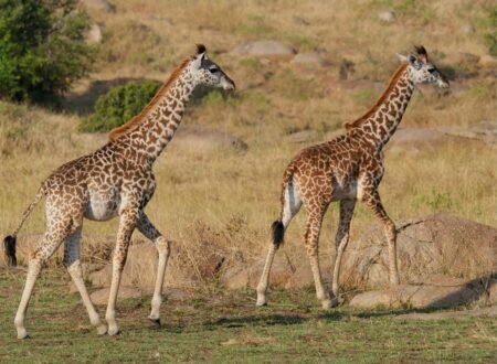 Grumeti Safari: Best Times, Wildlife Highlights & Travel Tips 2026/2027/2028