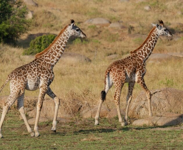 Grumeti Safari: Best Times, Wildlife Highlights & Travel Tips 2026/2027/2028