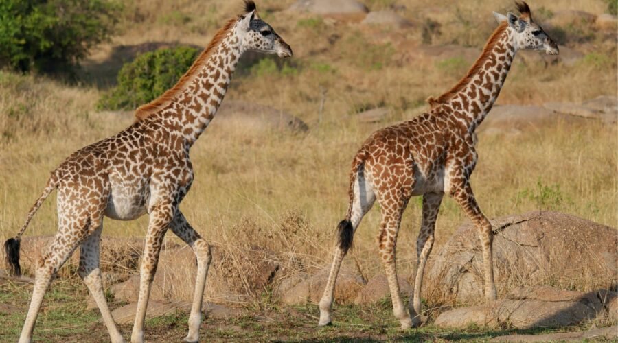 Grumeti Safari: Best Times, Wildlife Highlights & Travel Tips 2026/2027/2028