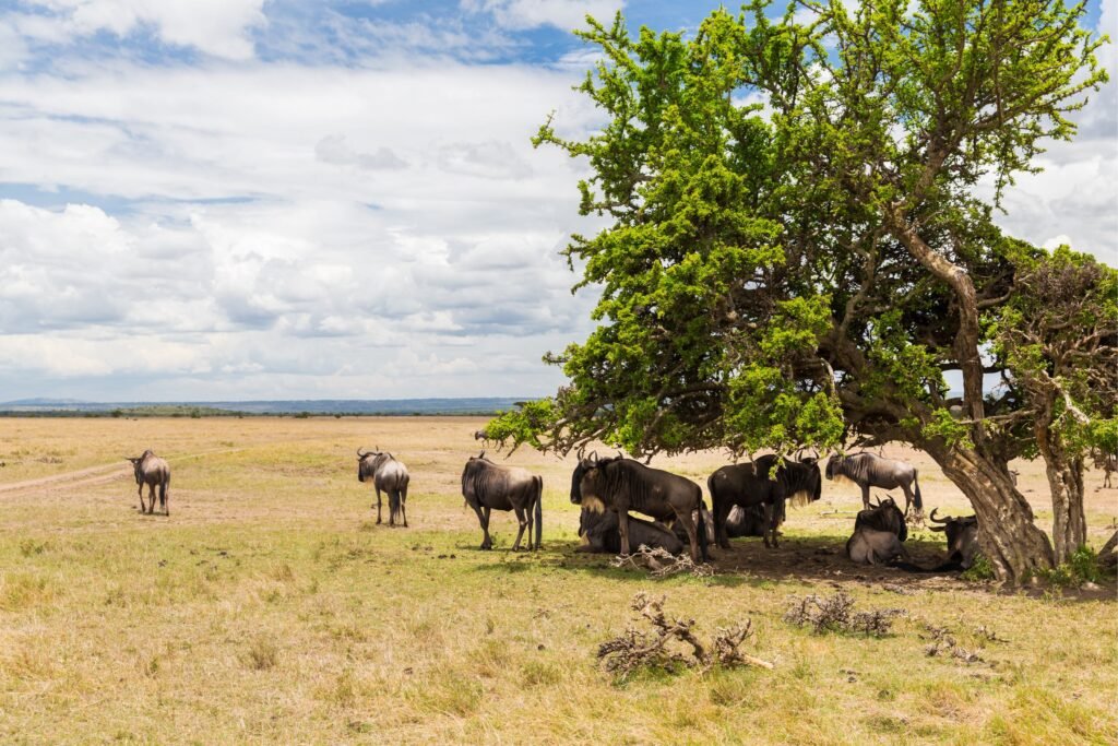 5 Reasons Your Safari Should Begin in the Eastern Serengeti 2026/2027/2028 – Incredible Wildlife Secrets Revealed