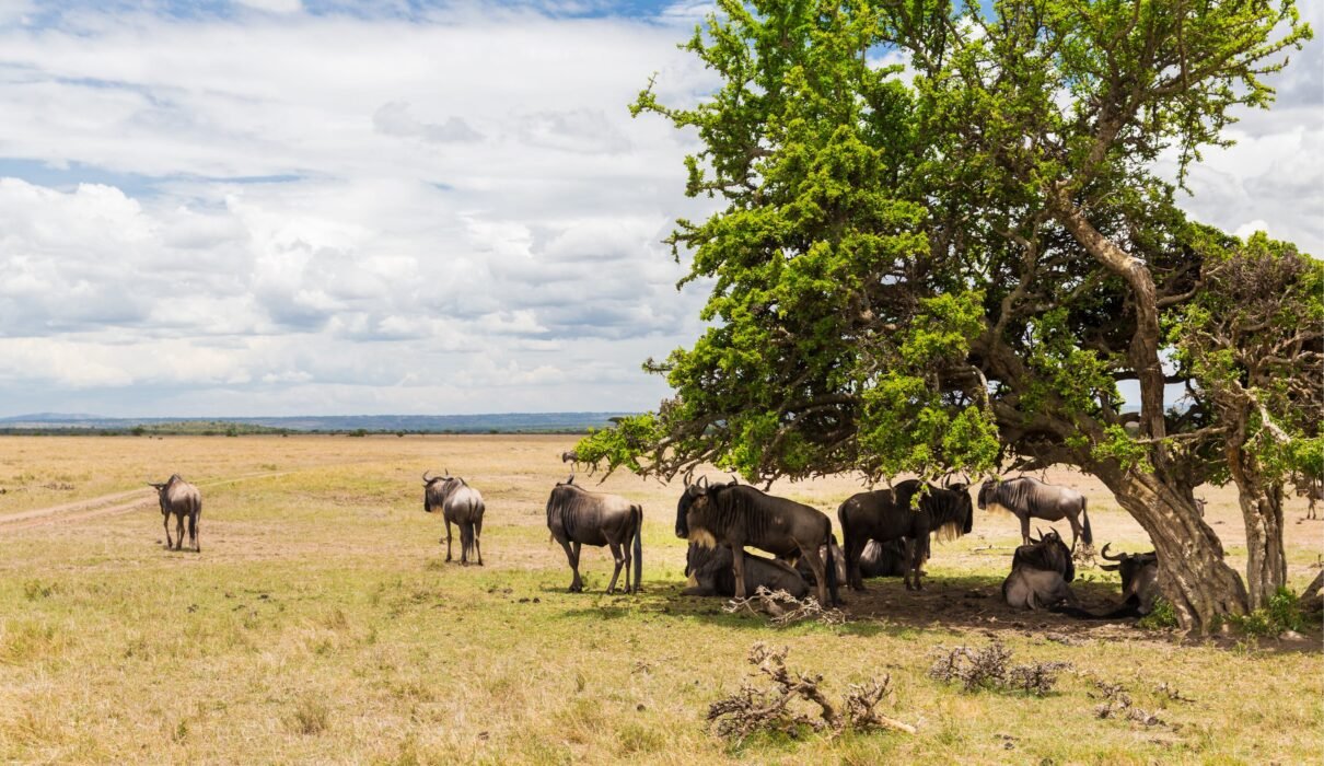 5 Reasons Your Safari Should Begin in the Eastern Serengeti 2026/2027/2028 – Incredible Wildlife Secrets Revealed